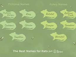 Names For Your Pet Rat