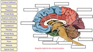 Questions and answers on cell its structure and functions consist of 10 mcqs which will help in various competitive examination preparations like ias inside the cell nucleus is. The Biology Corner