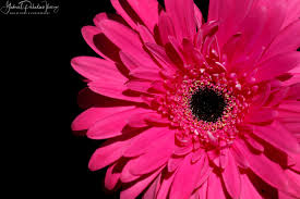 Image result for Gerbera piloselloides