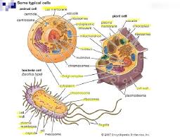 Shop plant cell poster at target™. Eukaryotic Cells Vs Prokaryotic Cells Cell Theory Cells