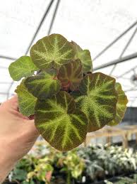 Image result for Begonia rostrata