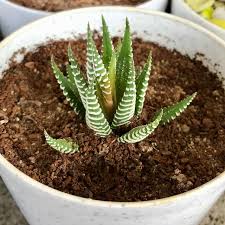 Image result for Haworthia mix