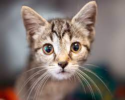 Adopt Your New Pet From Pet Pantry Lancaster Pa