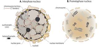 Is that interphase is the stage in the life cycle of a cell between two successive mitotic or meiotic divisions while mitosis is (cytology) the. What Is Chromatin Heterochromatin And Euchromatin Mbinfo