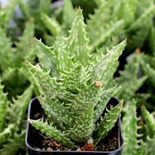 Image result for Aloe wollastonii