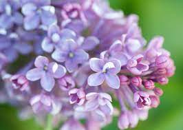 The 10 Most Fragrant Flowers To Plant In Your Garden Fragrant Flowers Dwarf Lilac Lilac Bushes