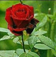 Wallpaper bunga ros merah wallpapershit. Repost Again Bunga Mawar Merah Steemit