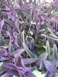 Pin On Green Thumb