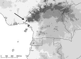 Image result for Magnistipula butayei