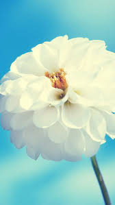 Green geometric digital wallpaper, white concrete building, 3d abstract. White Flowers Mobile 640x1136 Download Hd Wallpaper Wallpapertip