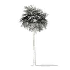 Sabal Palm Tree 3d Model 12m Palm Trees Palm 3d Model