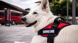 Image result for invalid dog wheelset