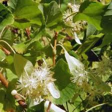 Image result for Tiliacora funifera