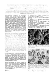 Image result for Cremaspora