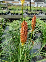 Image result for Kniphofia