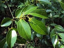Image result for Allocassine laurifolia