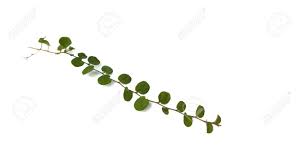 Image result for Evolvulus nummularius