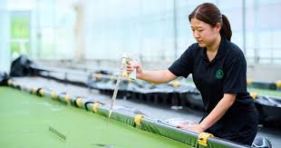 Image result for Wolffia