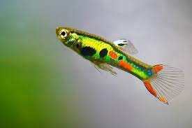 pin auf aquarium co op fish pictures