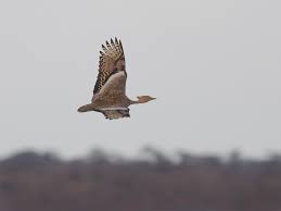 Image result for Burttia prunoides