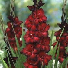 Image result for Gladiolus magnificus