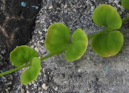 Image result for Drymaria