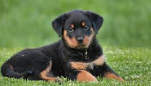 Looking for Rottweiler Puppies for Sale? Read this Buyer's Guide