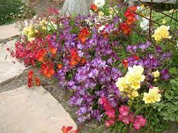 Freesia X Tecolote Hybrids Plants California Plants Freesia