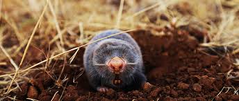 Ils ont chacun des préférences différentes, notamment en matière d'habitat : Tests Et Comparatifs Meilleurs Pieges A Rats Taupiers Et Campagnols