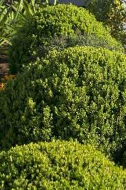 Image result for Buxus acutata