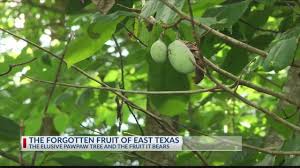 Since the blog on legg creek farm is on temporary hiatus, i've decided to post it here, since in many ways it does fit the theme of lazy gardening… (updated 1/4/2017 to include cherry trees, native trees, and west texas region trees). Pawpaw Tree Youtube
