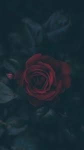 صور خلفيات بنات جميلة 2019 للهاتف dark wallpaper rose wallpaper flower wallpaper