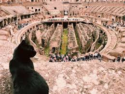 C70 by vespasian, having the form of an oval 617 by 512 feet (188 by 156 meters). Colosseum Bids Farewell To Mascot Cat Nerina Wanted In Rome