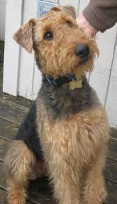 Purebred akc registered airedale terrier puppies from championship european bloodlines. Northwest Airedale Terrier Rescue