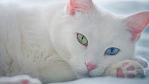 Another reason that you might see a black cat in your dreams is because you have had cats on the brain recently. White Cat Dream Meaning Dreams And Spirit Guides Spiritual Unite