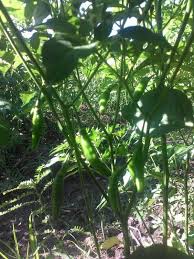 Untuk memelihara tanaman ini sangatlah mudah karena tidak memerlukan perawatan ekstra dan dapat ditanam dalam sebuah pot yang berukuran kecil. Majelis Tani Muda Pingin Cepat Kaya Matamu Picek Home Facebook