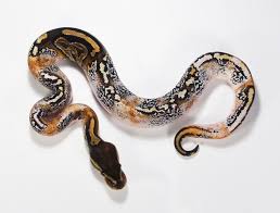 Albino Black Axanthic Ball Python Axanthic Calico Pied Ball Python Pretty Snakes Ball Python Morphs Pet Snake