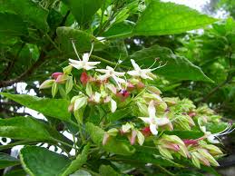 Image result for Clerodendrum melanocrater