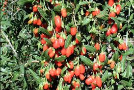 Image result for Lycium