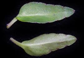 Image result for Torenia thouarsii