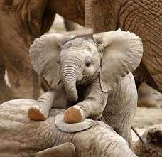 how adorable cute baby animals animals animals beautiful