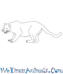 Check spelling or type a new query. How To Draw A Realistic Black Panther