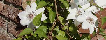 Tweehuizige, groenblijvende klimmer, bloeit in de lente en voorzomer rijkelijk met grote trossen geurende witte bloemen. Clematis Tuincentrum Luyckx