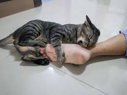 Whenever your kitten attempts to bite you, distract your little one with a more positive behavior. Confusing Kitties Why Does My Cat Purr Then Bite