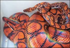 The main background color is usually maroon or mauve. Brazilian Rainbow Boa Care Wiki Reptiles Amino