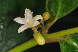 Image result for Cassinopsis ilicifolia