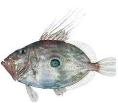 Последние твиты от ikan dori ♥ (@vinnapplewhite). Ikan Dori In English