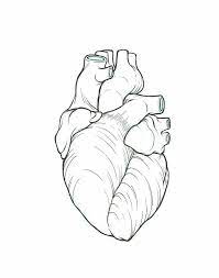 Human heart simple drawing at getdrawings com auto electrical. Anatomically Correct Heart Line Art Heart Drawing Real Heart Tattoos Anatomical Heart Drawing