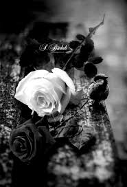 Pin Van Marta Laje Op Black And White And Some Color Foto S Afbeeldingen Mooie Afbeeldingen