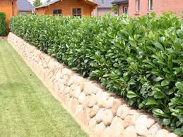 Heckenpflanzen Die Beste Hecke Fur Den Garten Online Kaufen